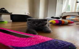 Scottish Fold cats for sale: Only 1 friendly Kitten 😸 left,smart and gentle😸 - Image 11