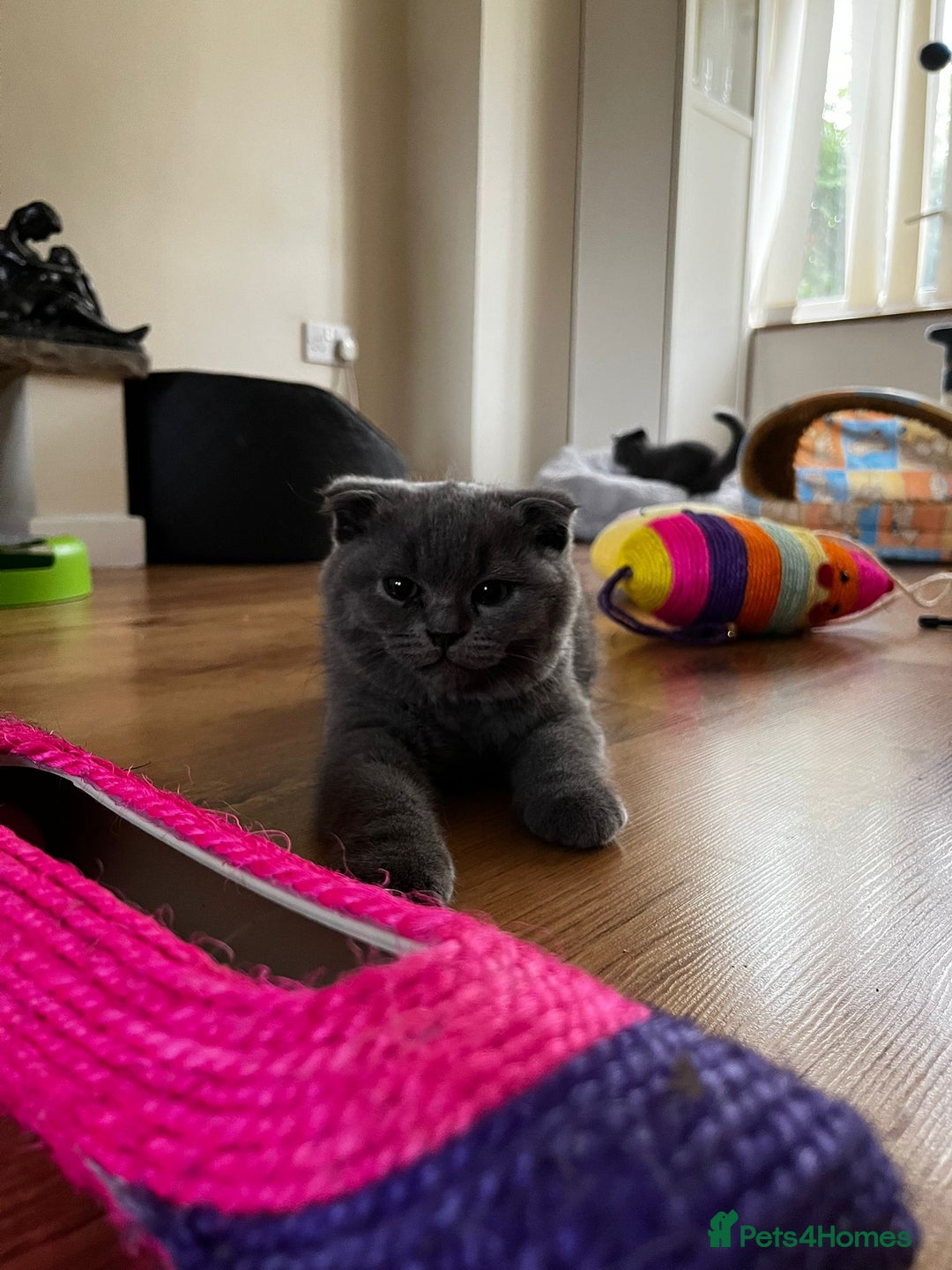 Scottish Fold cats for sale: Only 1 friendly Kitten 😸 left,smart and gentle😸 - Image 11