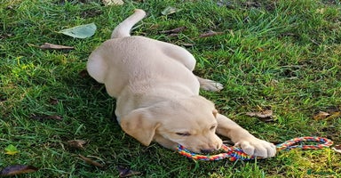 Labrador Retriever dogs - Advert 6