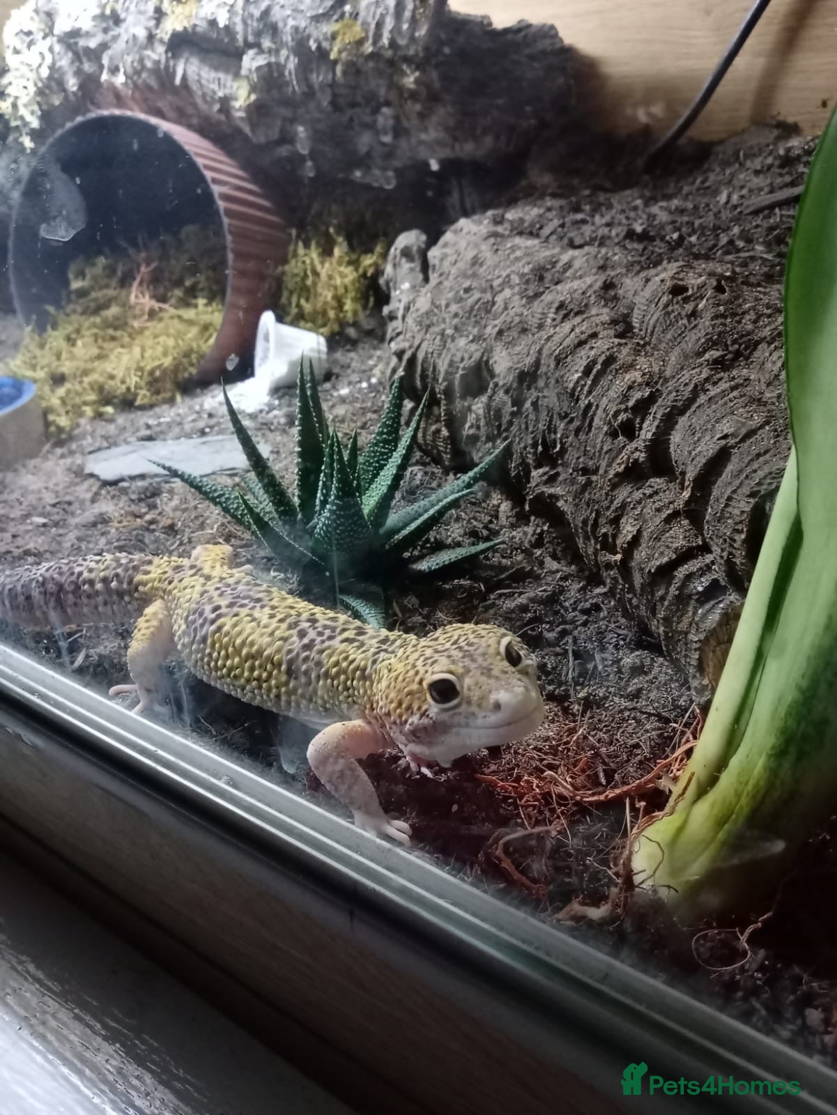 Gecko reptiles Leopard Gecko and set up for sale - Advert 1