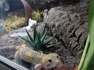 Gecko reptiles Leopard Gecko and set up for sale - Advert 3