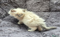 Ragdoll cats for sale: GCCF registered Ragdoll kittens  - Image 22