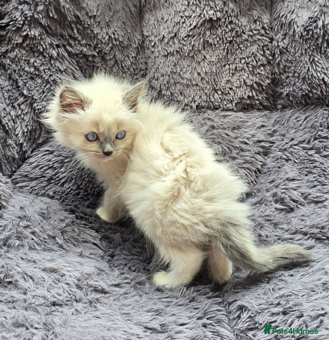 Ragdoll cats for sale: GCCF registered Ragdoll kittens  - Image 22