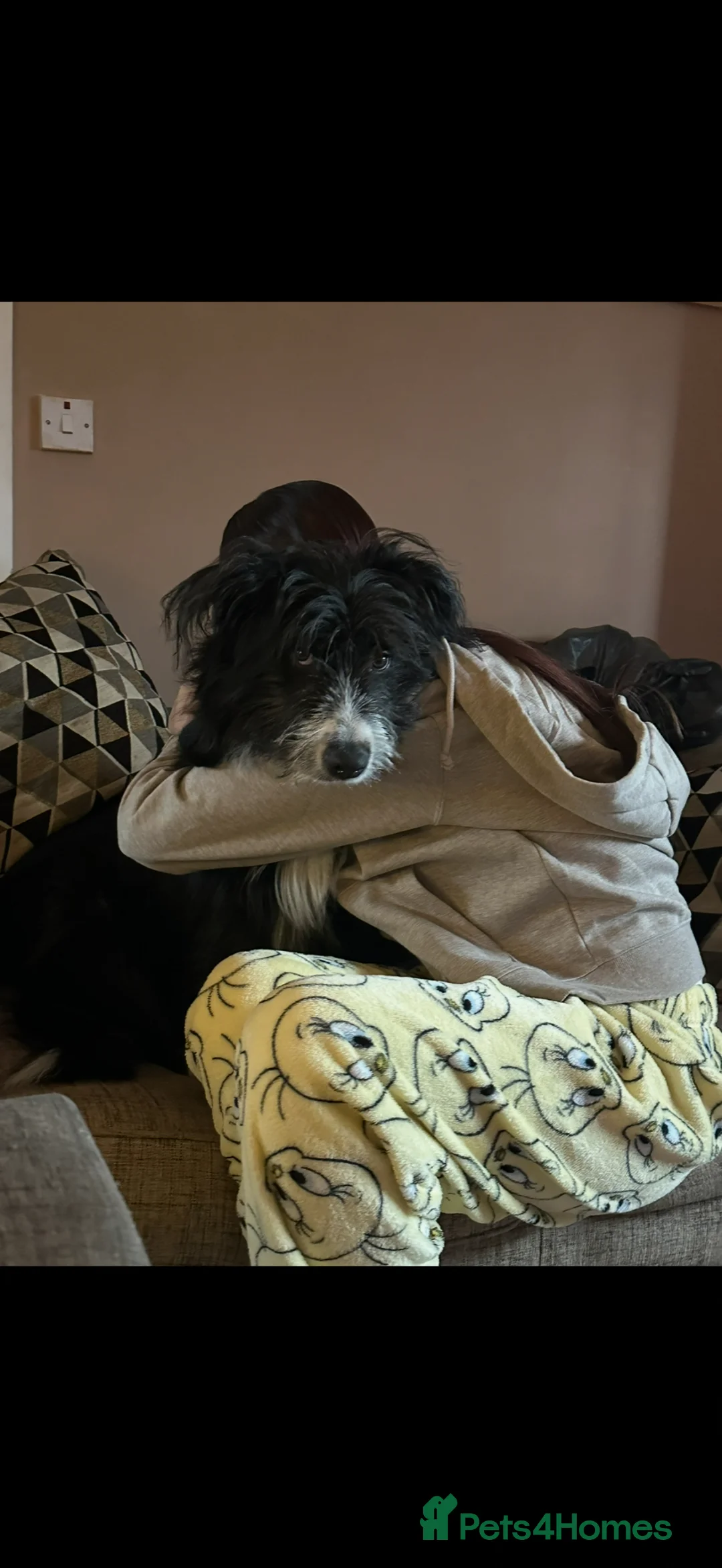 Mixed Breed dogs for sale: Lucifer  - Advert 2