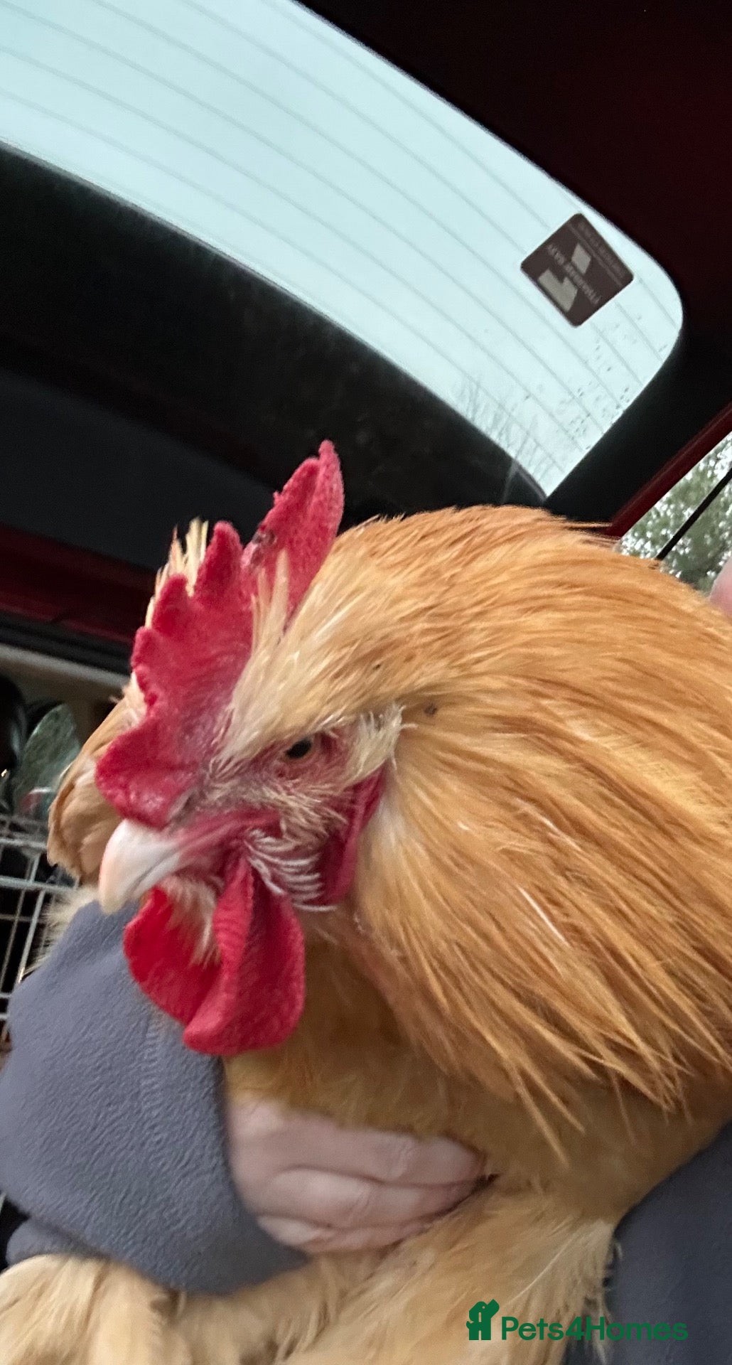 Chickens poultry Reggie buff Orpington rooster - Advert 2