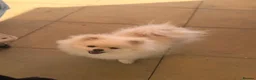 Pomeranian dogs for sale: Boy puppy  in Potters Bar - Advert 8