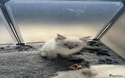 Ragdoll cats for sale: 5 Gccf registered Ragdoll kittens available  - Image 4