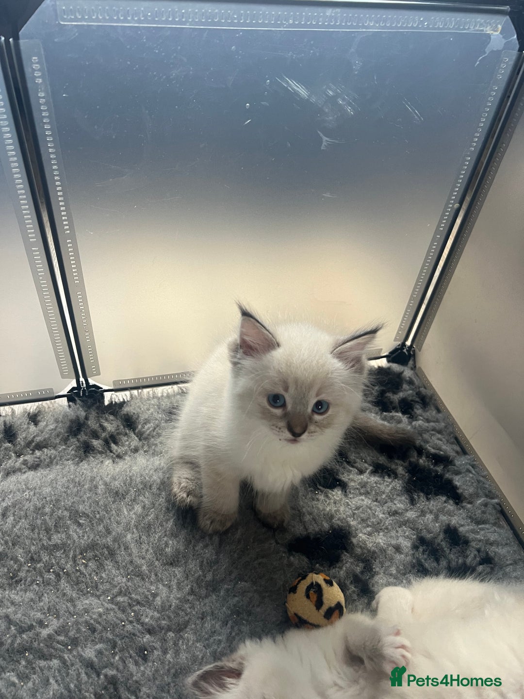 Ragdoll cats for sale: 5 Gccf registered Ragdoll kittens available  - Image 4