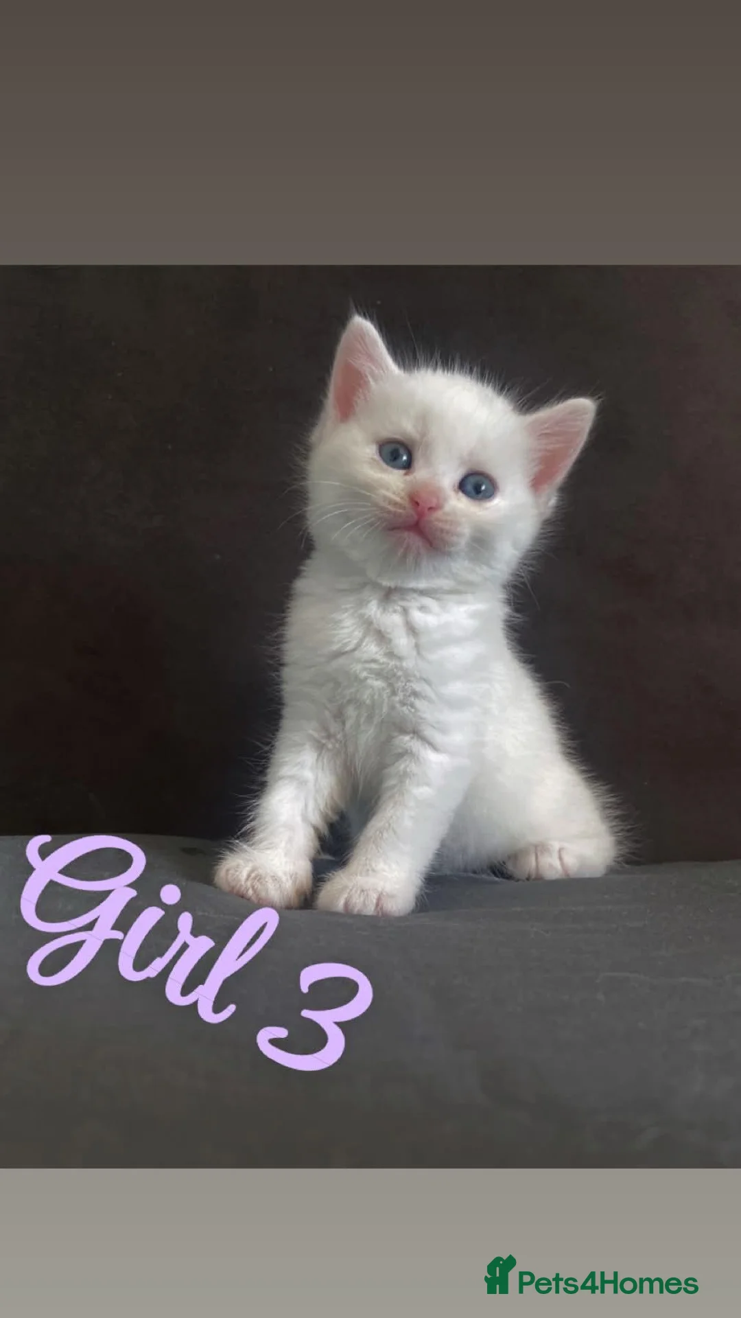 Mixed Breed cats for sale: RARE TURKISH ANGORA KITTENS - Advert 11