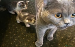 British Shorthair cats for sale: British blue short hair x ragdoll kittens - Image 16