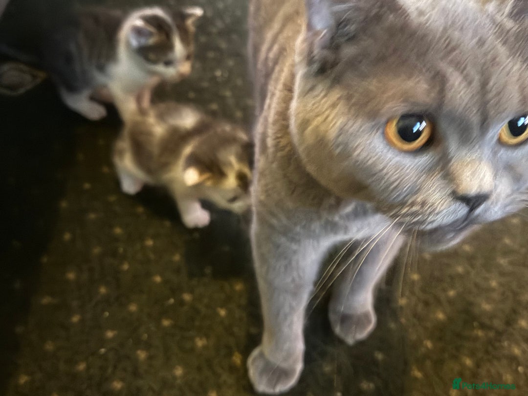 British Shorthair cats for sale: British blue short hair x ragdoll kittens - Image 16