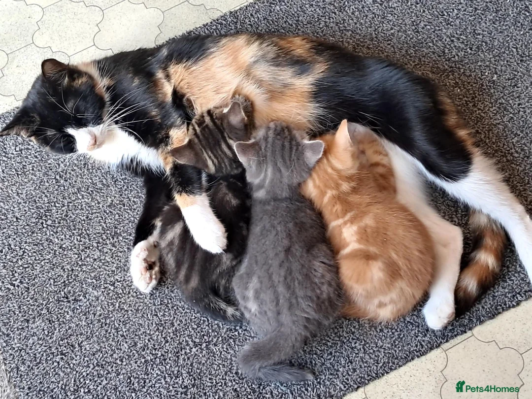 Mixed Breed cats for sale: Gorgeous home reared kittens  - Advert 30