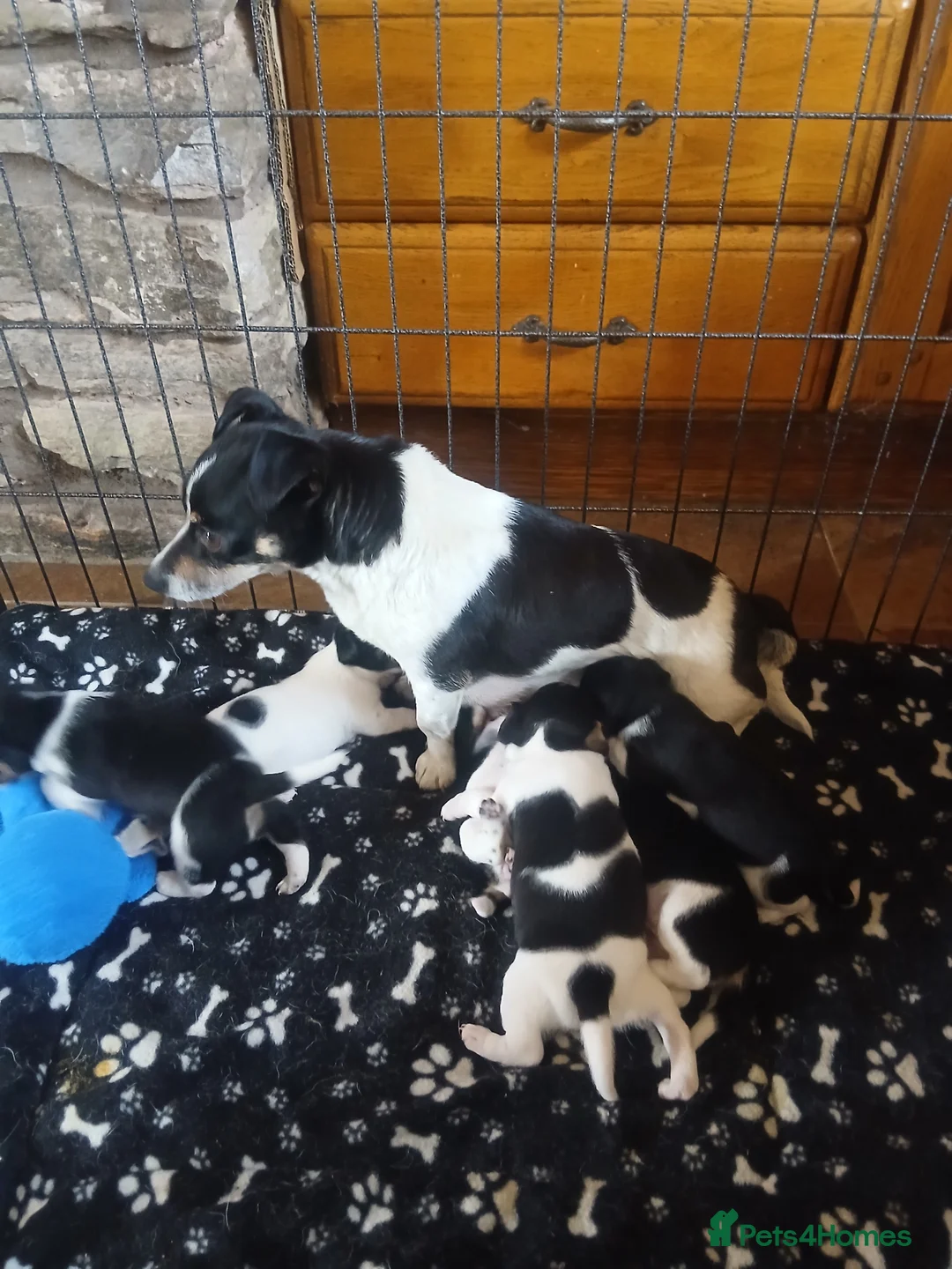 Jack Russell dogs for sale: Gorgeous Jack Russell puppies for sale - Advert 2