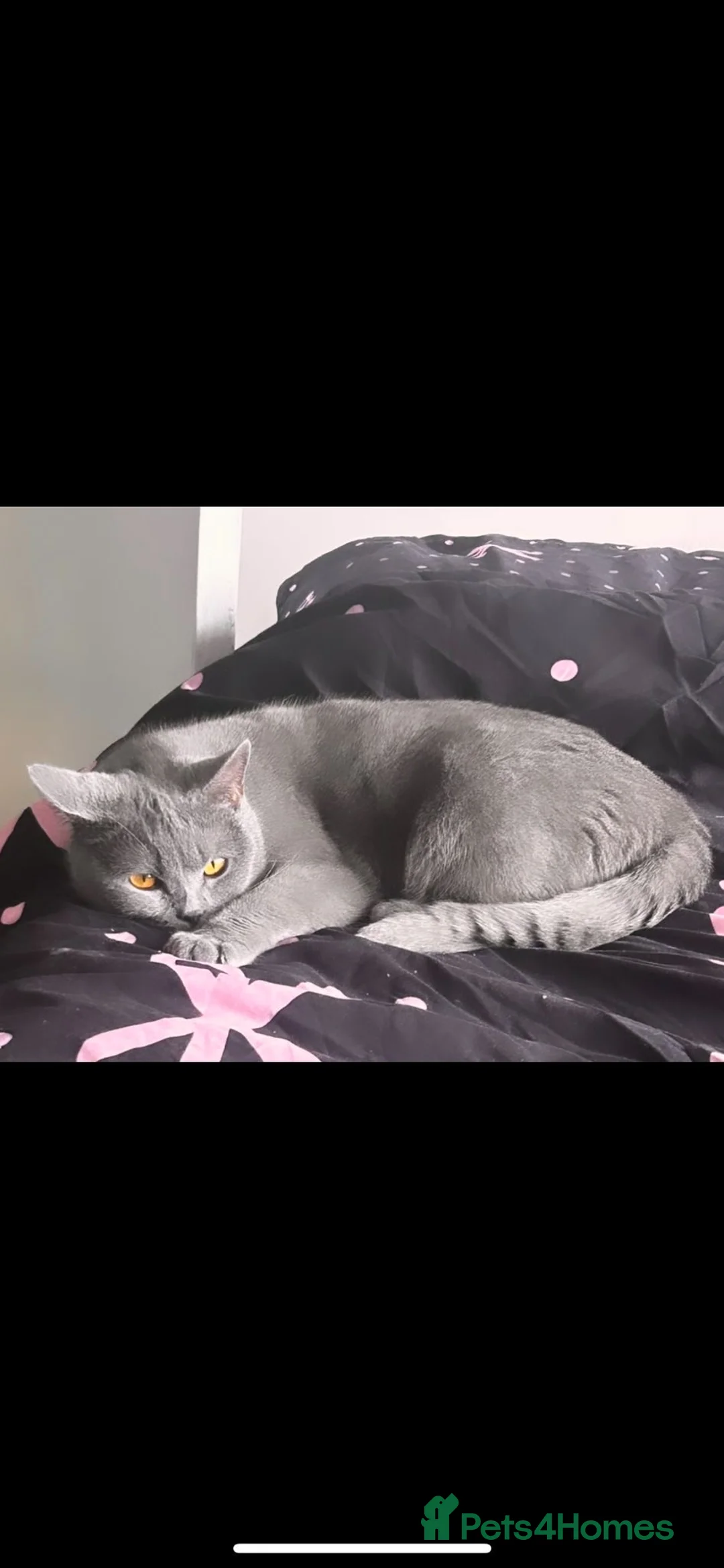 British Shorthair cats for sale: 3 year old blue British short hair female  in Brierley Hill - Advert 2
