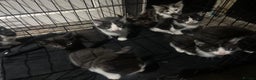 Mixed Breed cats for sale: Kittens for sale - Advert 3