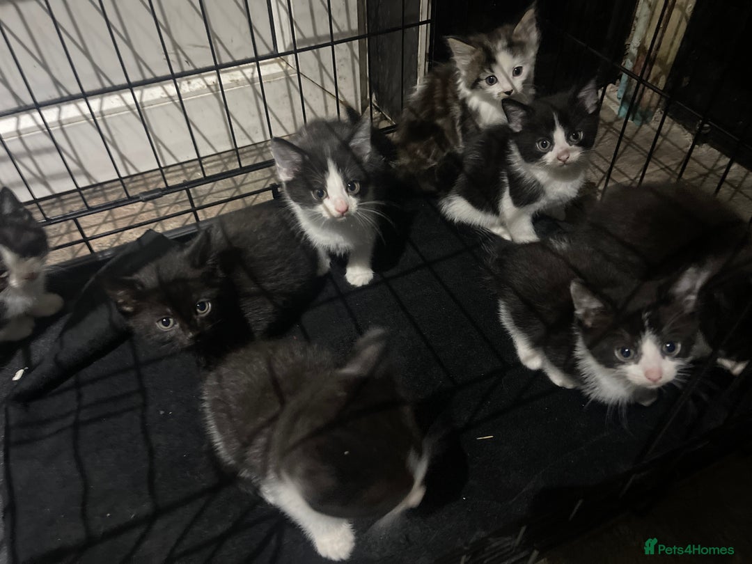 Mixed Breed cats for sale: Kittens for sale - Advert 3