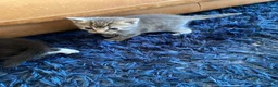Ragdoll cats for sale: Ragdoll kittens - Advert 14