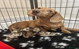 Miniature Dachshund dogs for sale: Kc true miniature dachshund  - Image 2