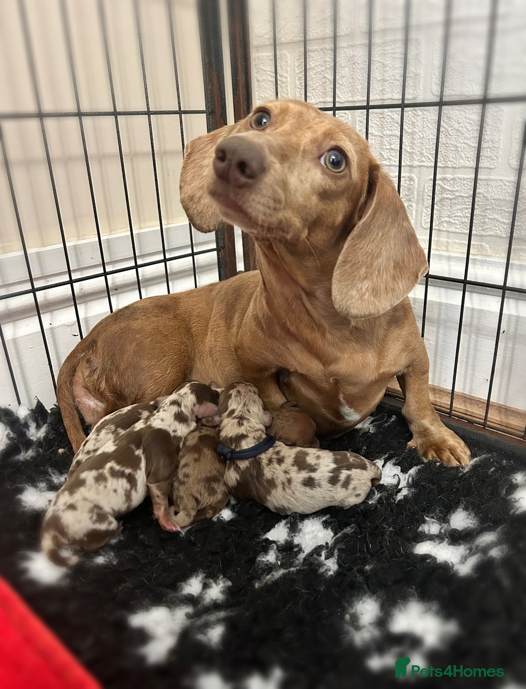 Miniature Dachshund dogs for sale: Kc true miniature dachshund  - Image 2