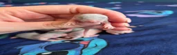 Rat rodents for sale: Stunning litter of Dumbo rats. - Advert 5