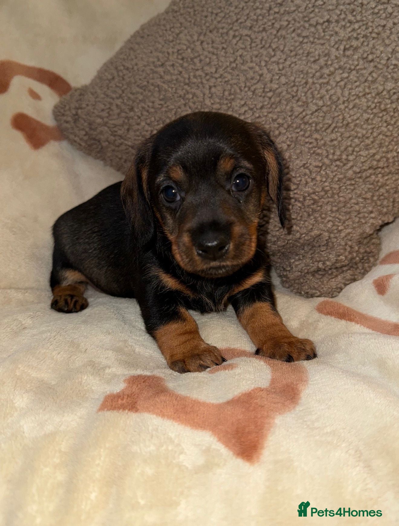 Miniature Dachshund dogs 💜Stunning KC Mini Wirehair Dachshunds💜 - Advert 6