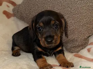 Miniature Dachshund dogs 💜Stunning KC Mini Wirehair Dachshunds💜 - Advert 6