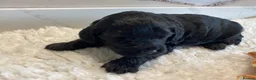 Mini Goldendoodle dogs for sale: F1 Goldendoodle - Advert 12