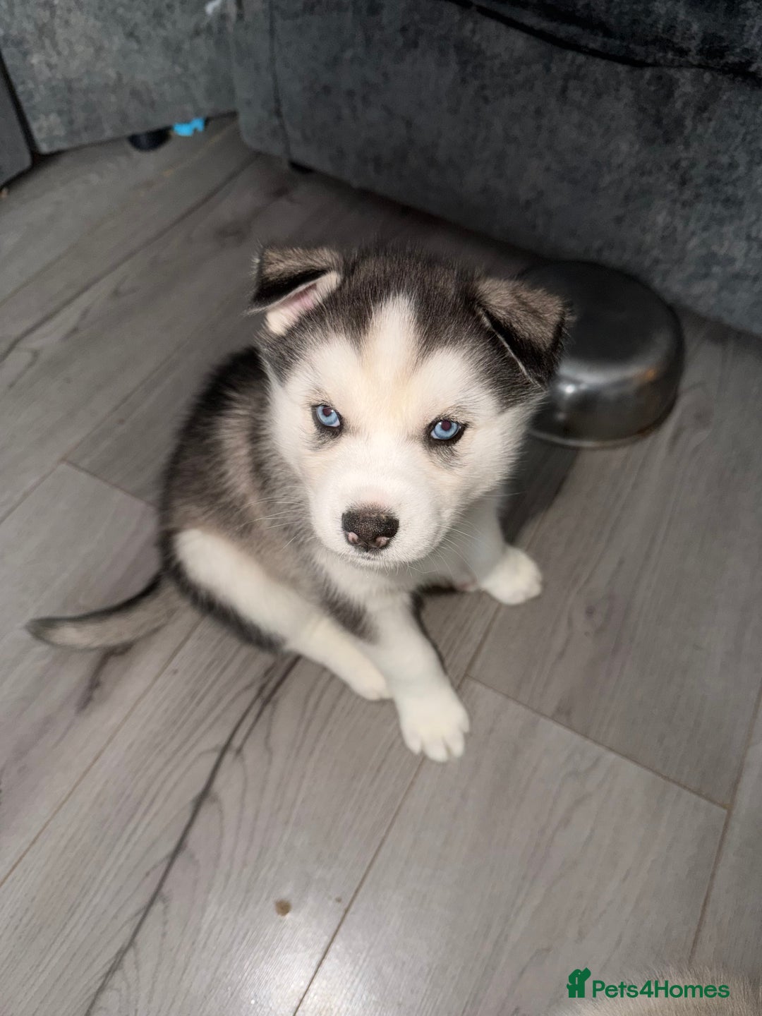Siberian Husky dogs for sale: READY TO GO 2 male huskies for sale - Advert 19