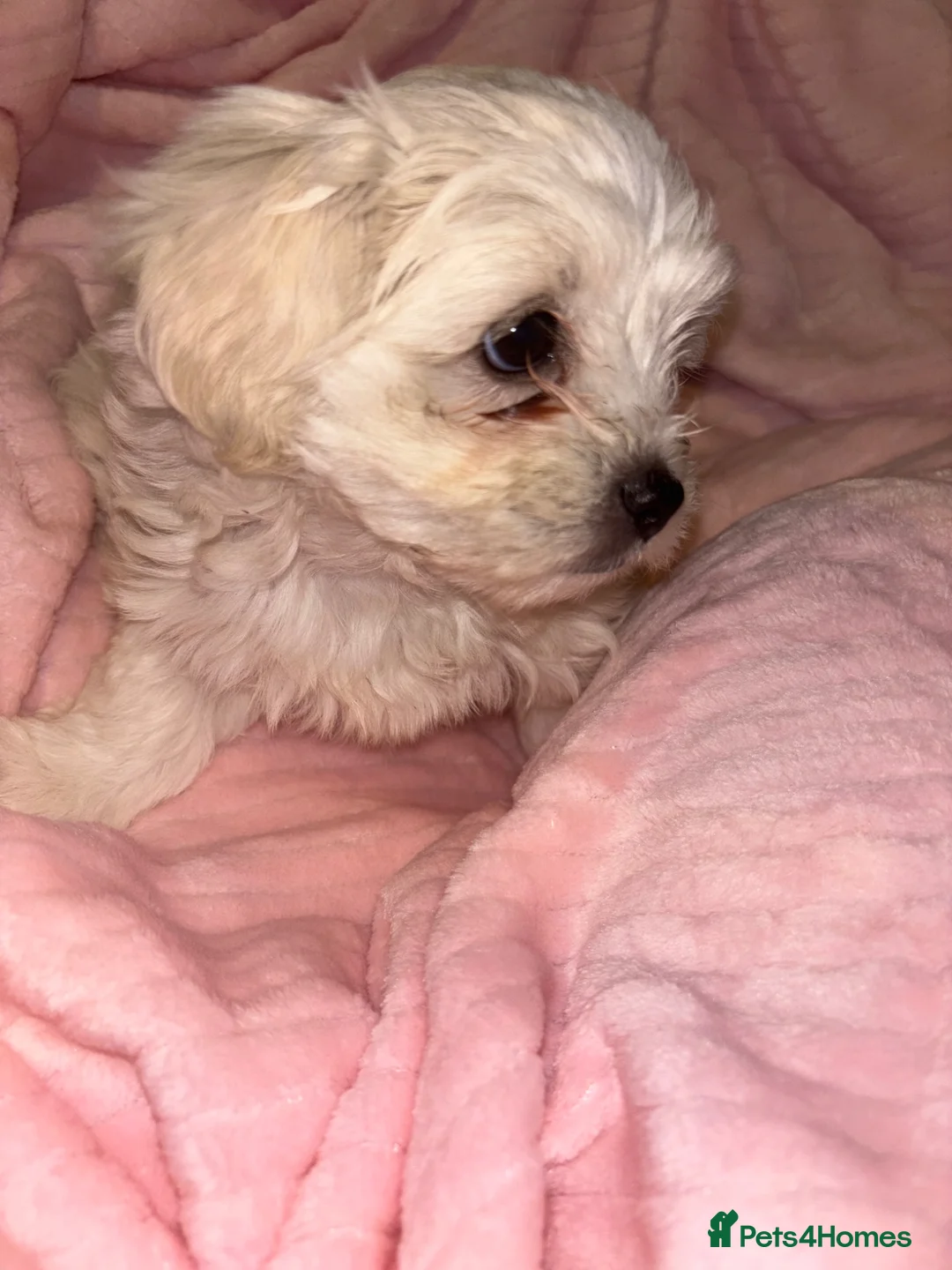 Bichon Frise dogs for sale: Beautiful Bichon frise  - Advert 2