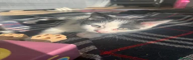 Domestic Shorthair 4