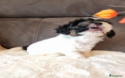 Shihpoo dogs for sale: Adorable little Shihpoo's, sold fully vaccinated - Image 36
