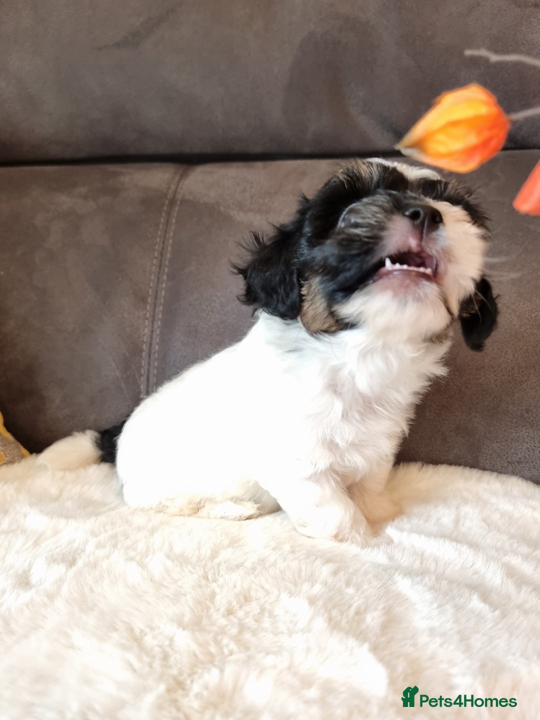 Shihpoo dogs for sale: Adorable little Shihpoo's, sold fully vaccinated - Image 36