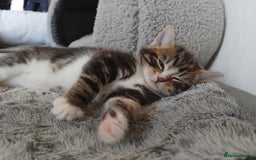 Mixed Breed cats for sale: Tabby boy - Image 5