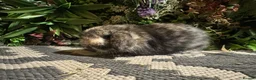 Mini Lop rabbits for sale: Mini lops available to reserve  - Advert 8