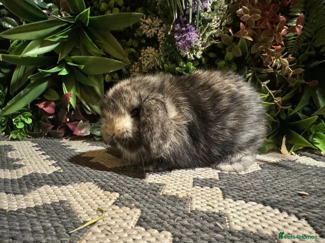 Mini Lop rabbits for sale: Mini lops available to reserve  - Advert 8