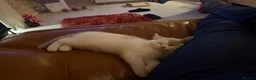 British Shorthair cats for sale: British Shorthair Bi-Colour Kitten Blue & White - Advert 5
