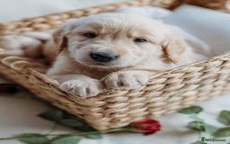 Golden Retriever dogs for sale: Rare & wonderful petite golden retrievers - Image 13