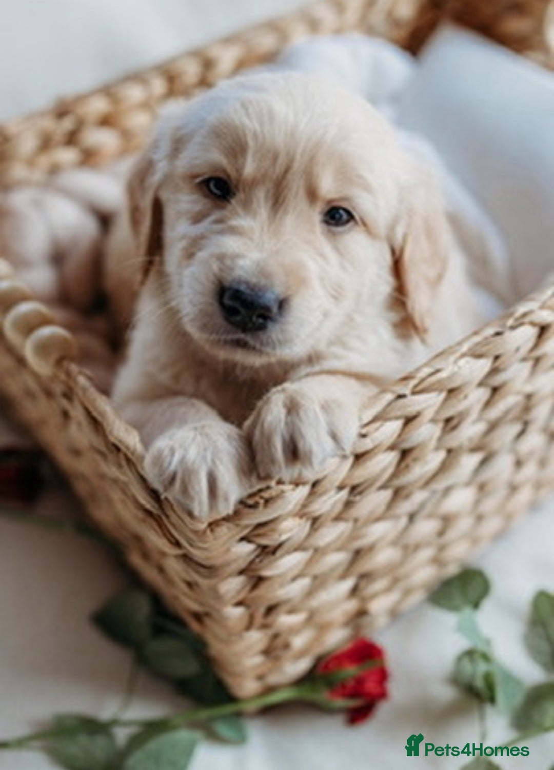 Golden Retriever dogs for sale: Rare & wonderful petite golden retrievers - Image 13
