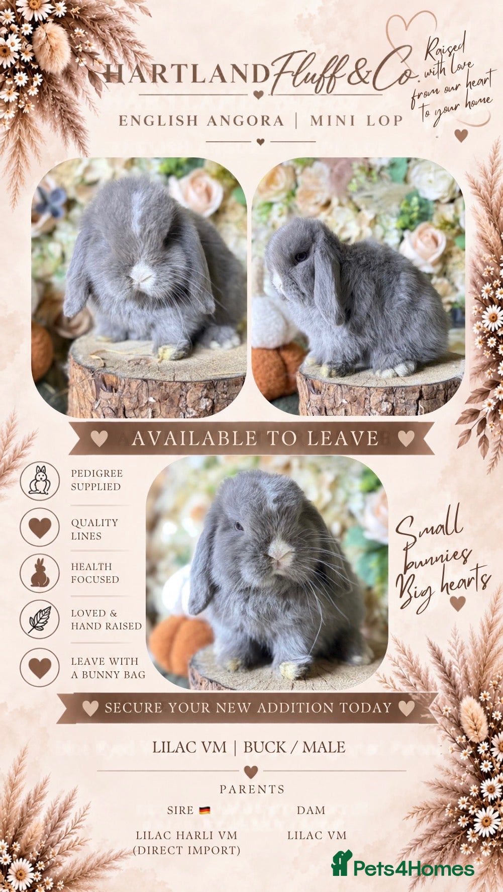 Mini Lop rabbits Mini lop babies  - Advert 1