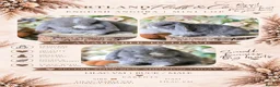 Mini Lop rabbits for sale: Mini lop babies  - Advert 1