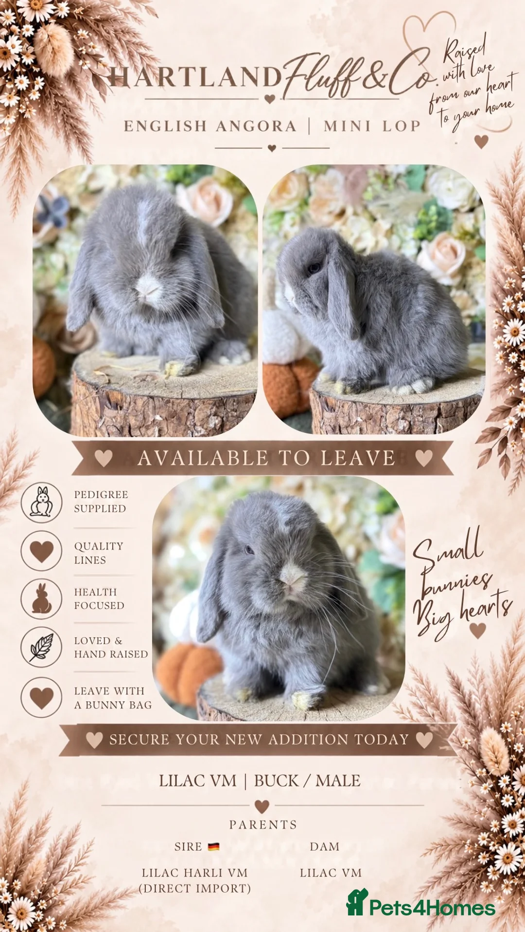 Mini Lop rabbits for sale: Mini lop babies  - Advert 1
