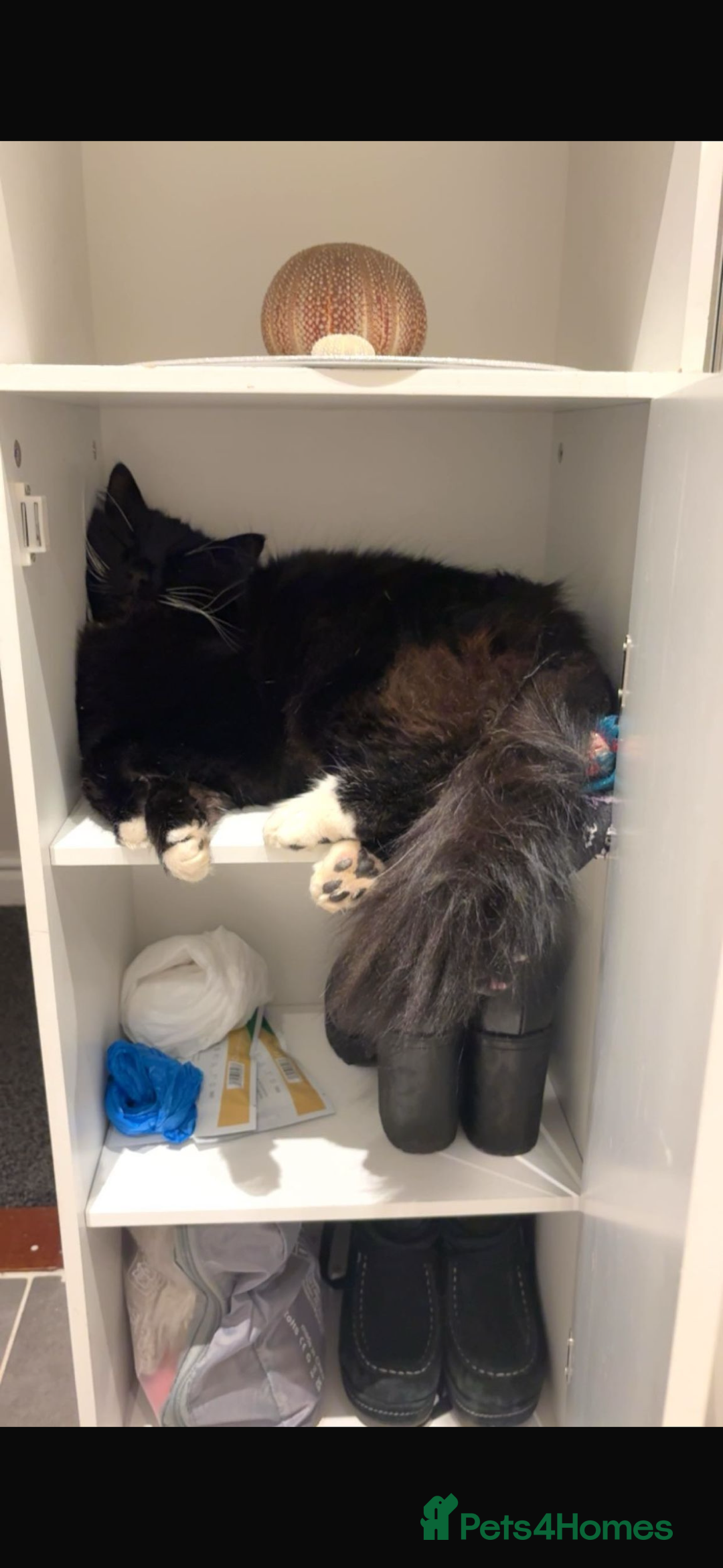 Maine Coon cats for sale: gorgeous maine coon 11 months old  - Advert 11