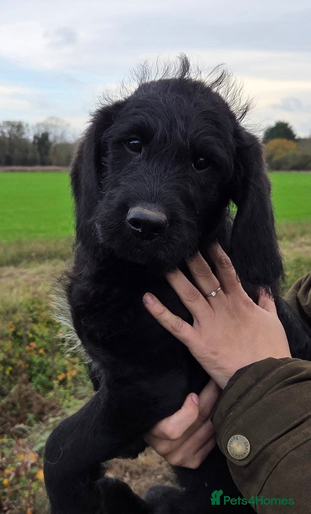 Labradoodle dogs for sale: 7 Miniture labradoodles  - Advert 8