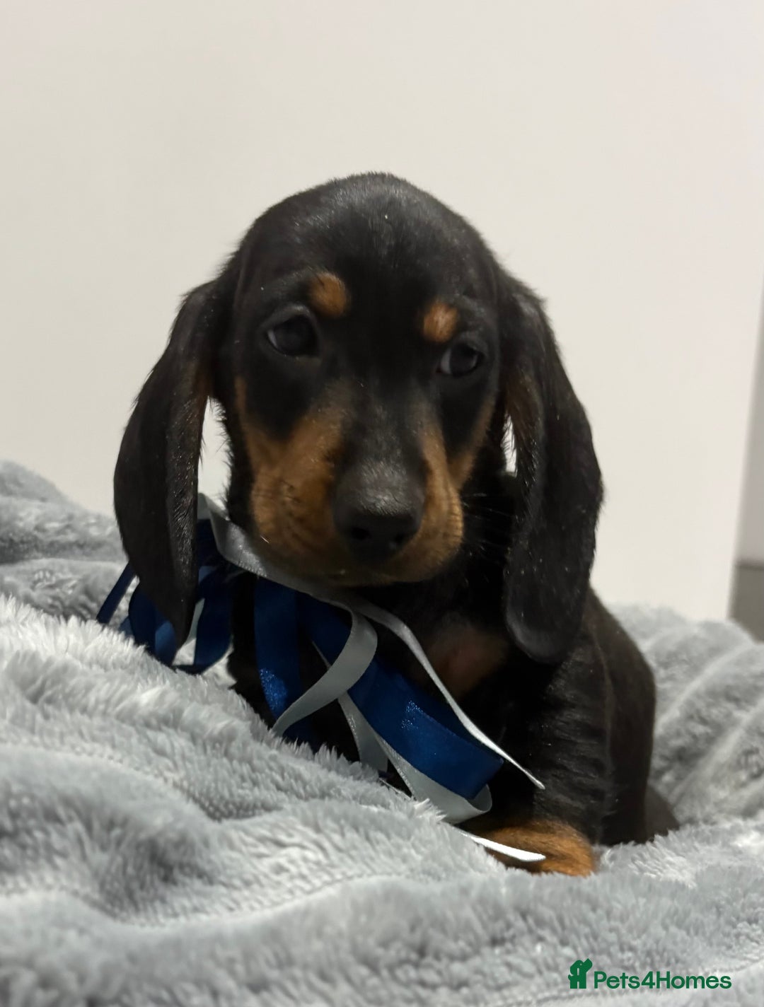 Miniature Dachshund dogs for sale: Gorgeous Miniature Dachshunds - Advert 12