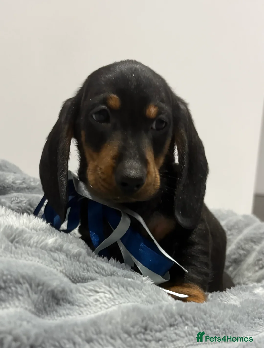 Miniature Dachshund dogs for sale: 💙One Boy ❤️One Girl Remaining Black & Tan  - Advert 12