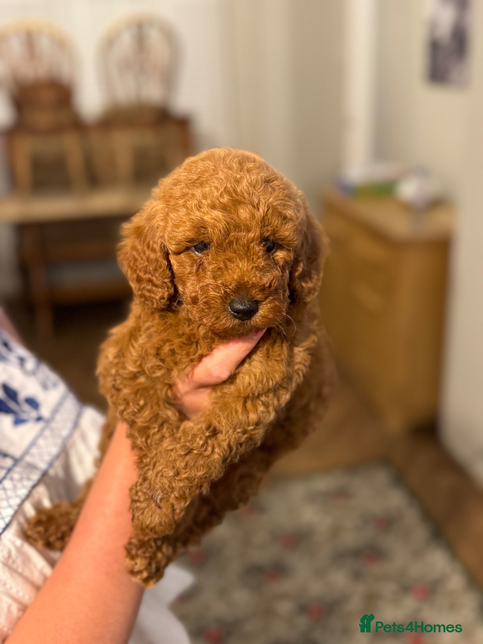 Miniature Poodle dogs Miniature Poodle Puppies - Advert 2