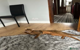 Abyssinian cats for stud: Champion line Aby boy for stud in Romford - Image 13