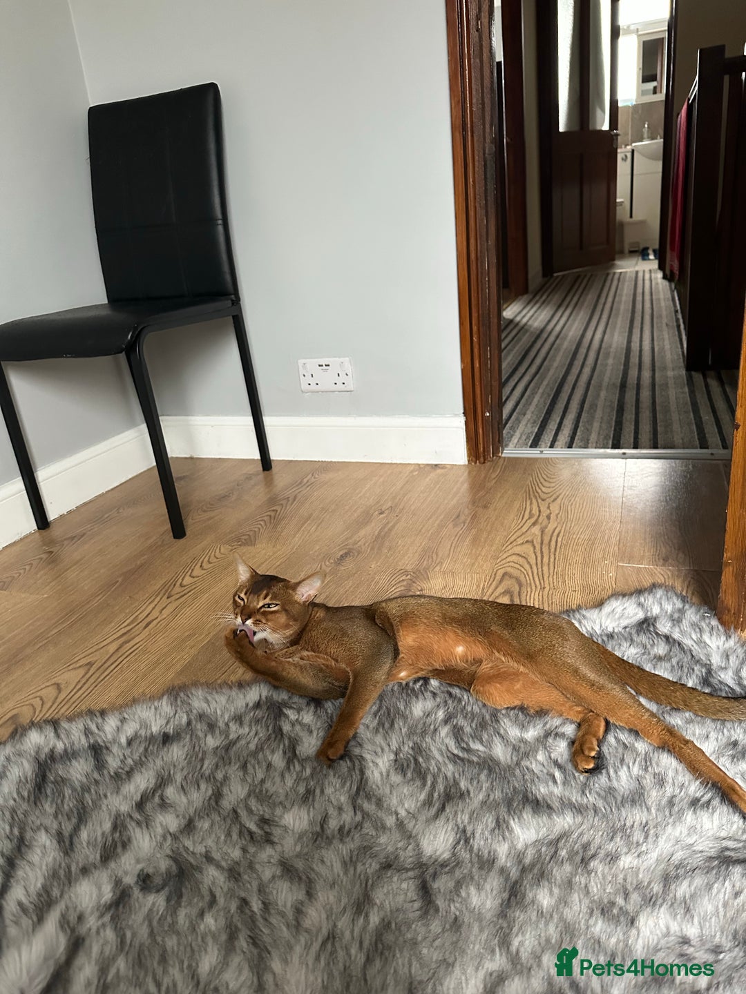 Abyssinian cats for stud: Champion line Aby boy for stud in Romford - Image 13