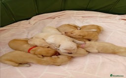 Goldador dogs for sale: Gorgeous Golden Retriever Puppies  - Image 6