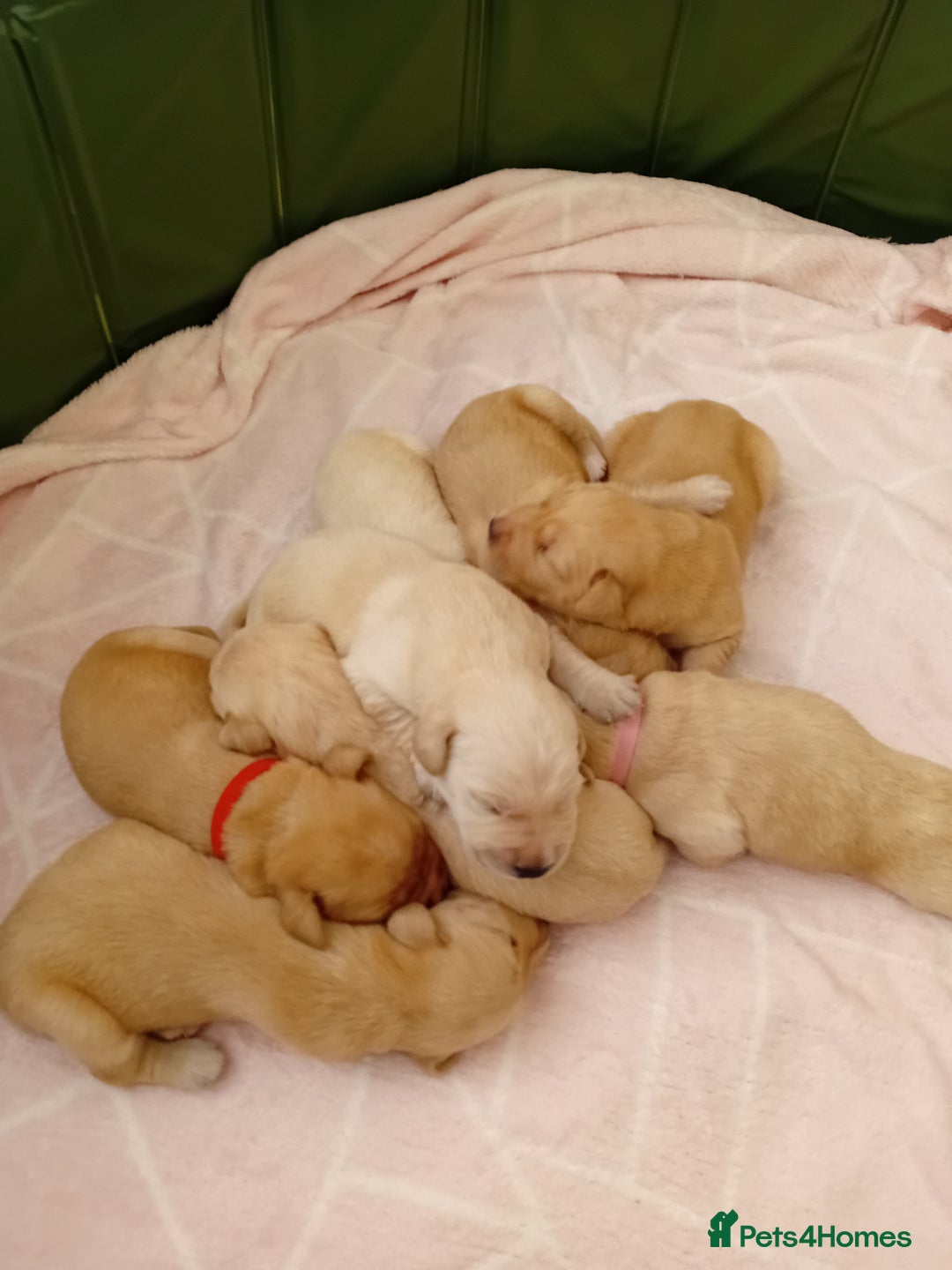 Goldador dogs for sale: Gorgeous Golden Retriever Puppies  - Image 6